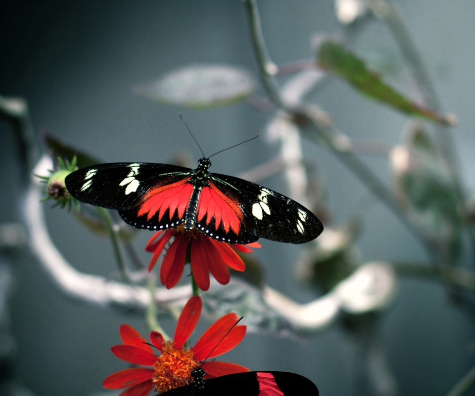 Butterfly screenshot #1 960x800