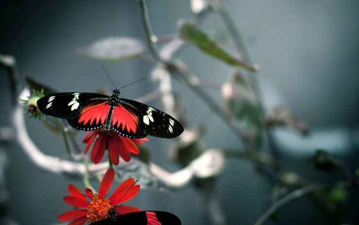 Butterfly wallpaper