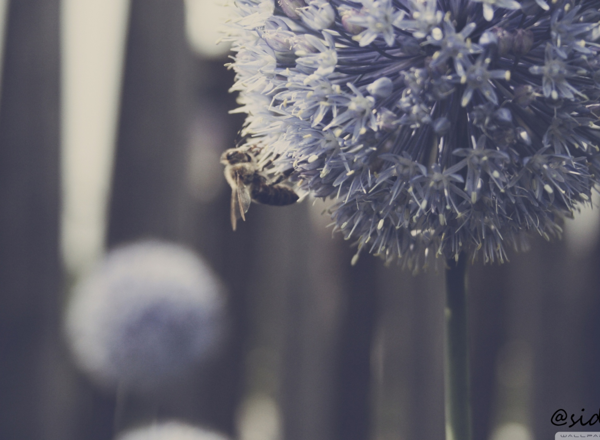 Bee On Blue Flower screenshot #1 1920x1408