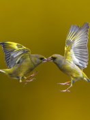 Screenshot №1 pro téma Birds Kissing 132x176