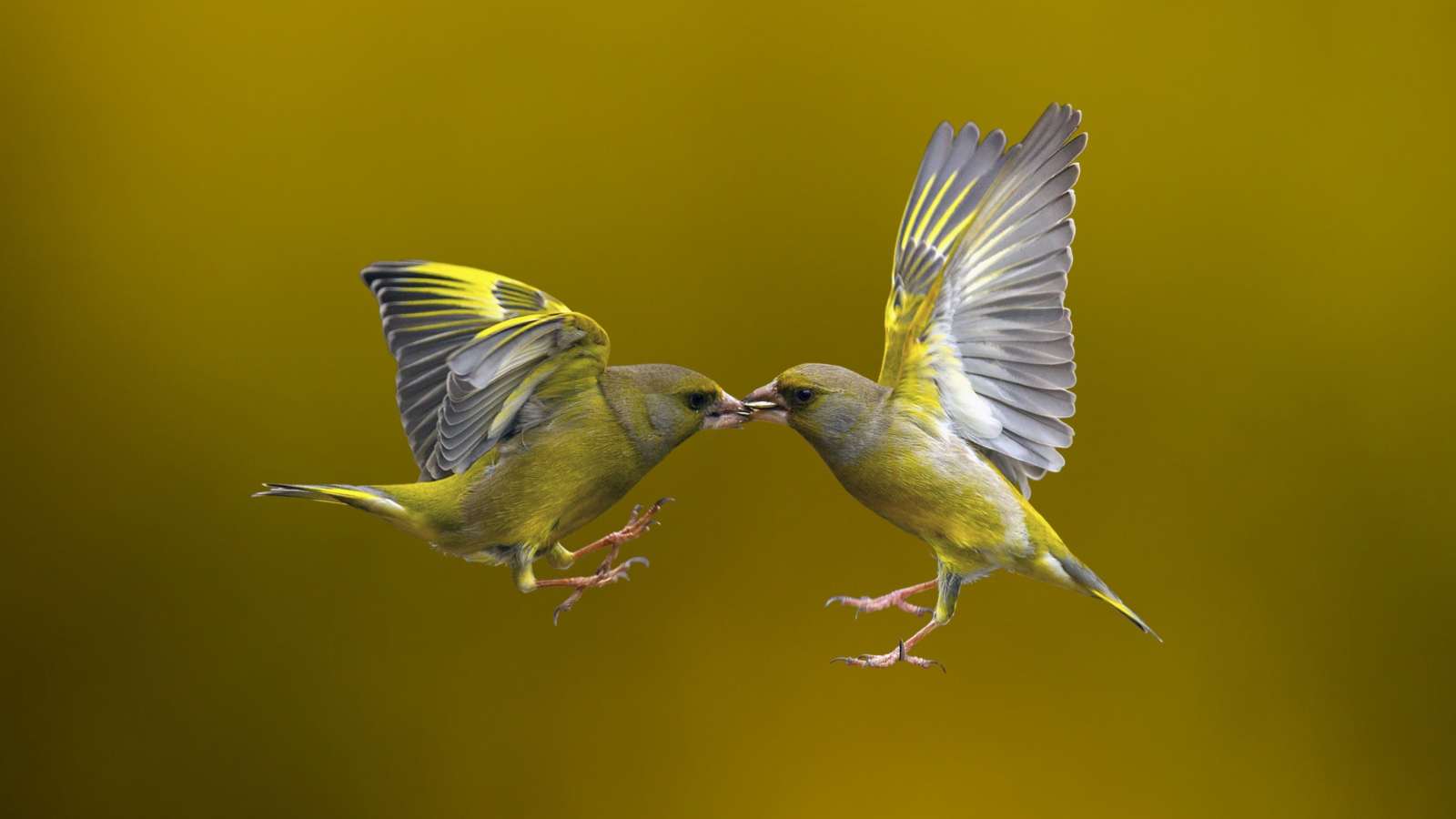 Screenshot №1 pro téma Birds Kissing 1600x900