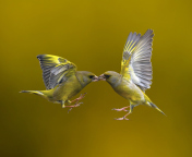 Fondo de pantalla Birds Kissing 176x144