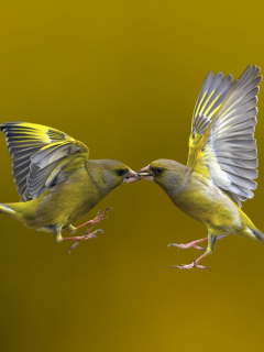 Fondo de pantalla Birds Kissing 240x320