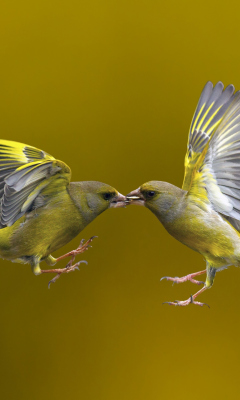 Fondo de pantalla Birds Kissing 240x400