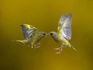 Обои Birds Kissing 320x240