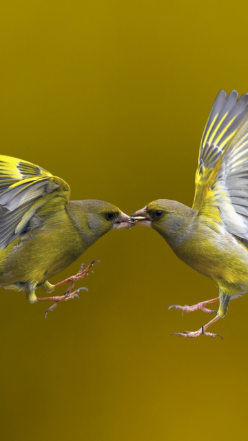 Обои Birds Kissing 360x640