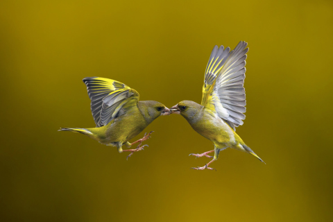 Fondo de pantalla Birds Kissing 480x320