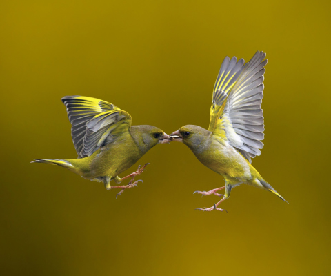 Fondo de pantalla Birds Kissing 480x400