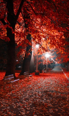 Screenshot №1 pro téma Romantic Fall Park 240x400