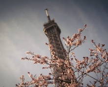 Das Spring In Paris Wallpaper 220x176