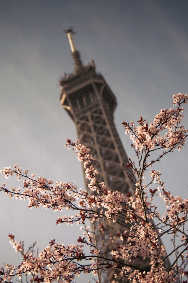 Das Spring In Paris Wallpaper 640x960