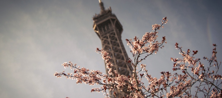 Screenshot №1 pro téma Spring In Paris 720x320