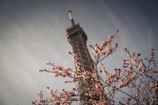 Spring In Paris - Obrázkek zdarma pro Nokia Asha 200