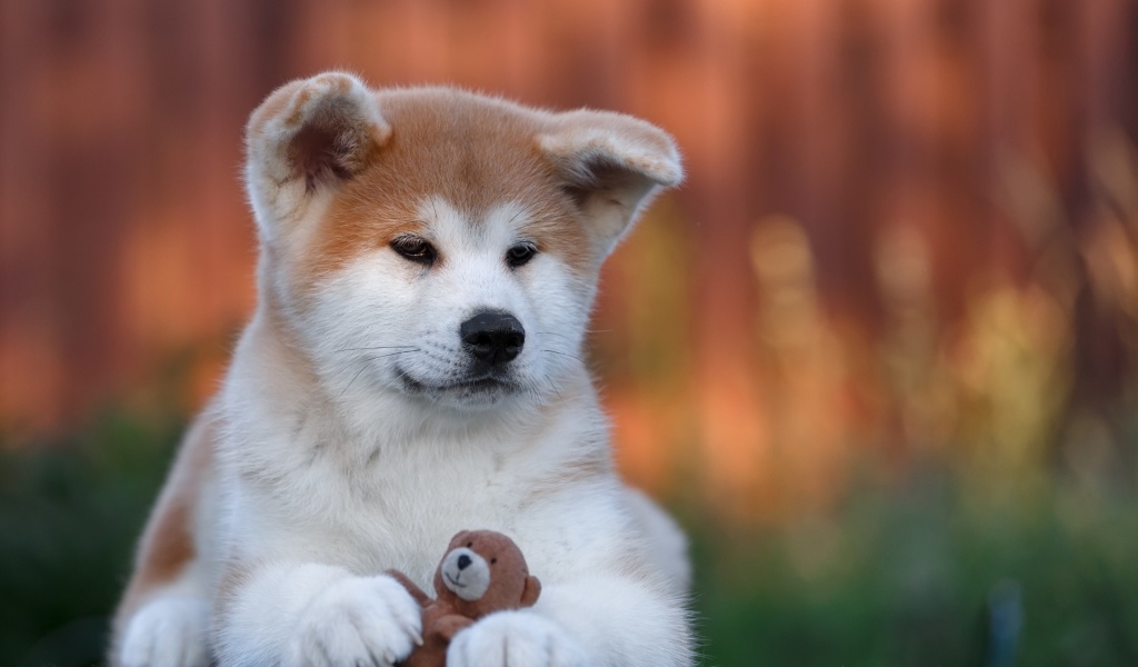 Akita Inu Puppy screenshot #1 1024x600
