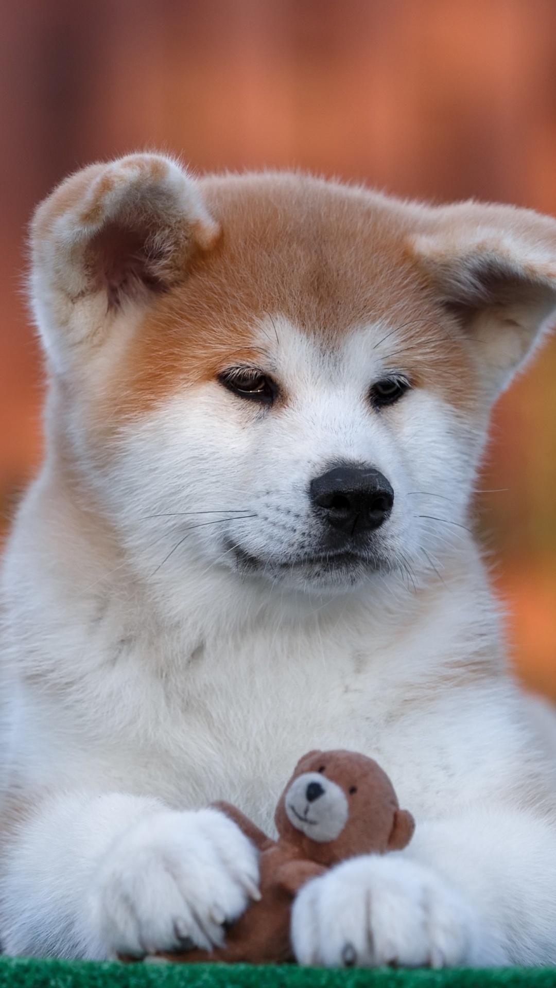 Fondo de pantalla Akita Inu Puppy 1080x1920