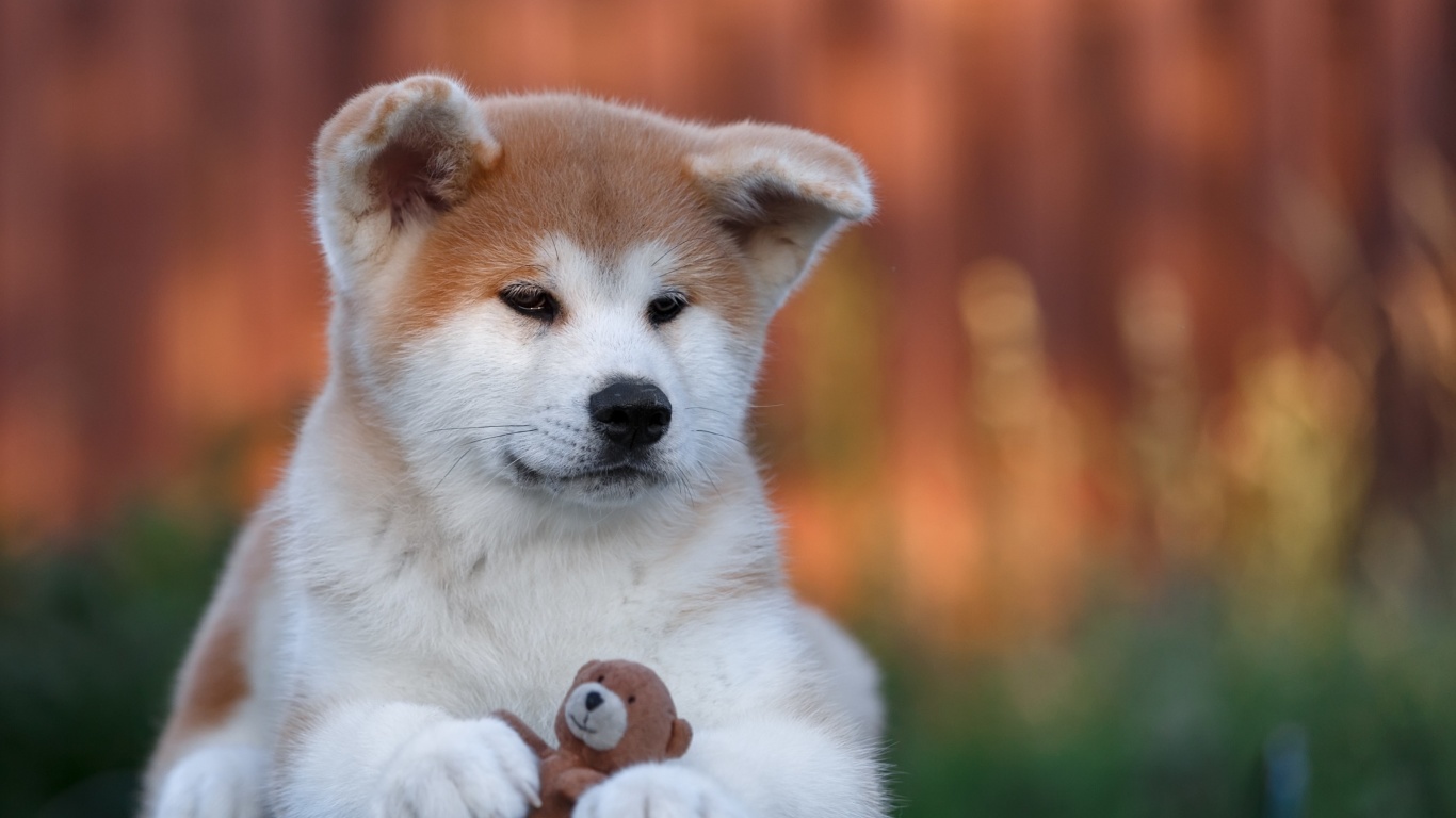 Screenshot №1 pro téma Akita Inu Puppy 1366x768