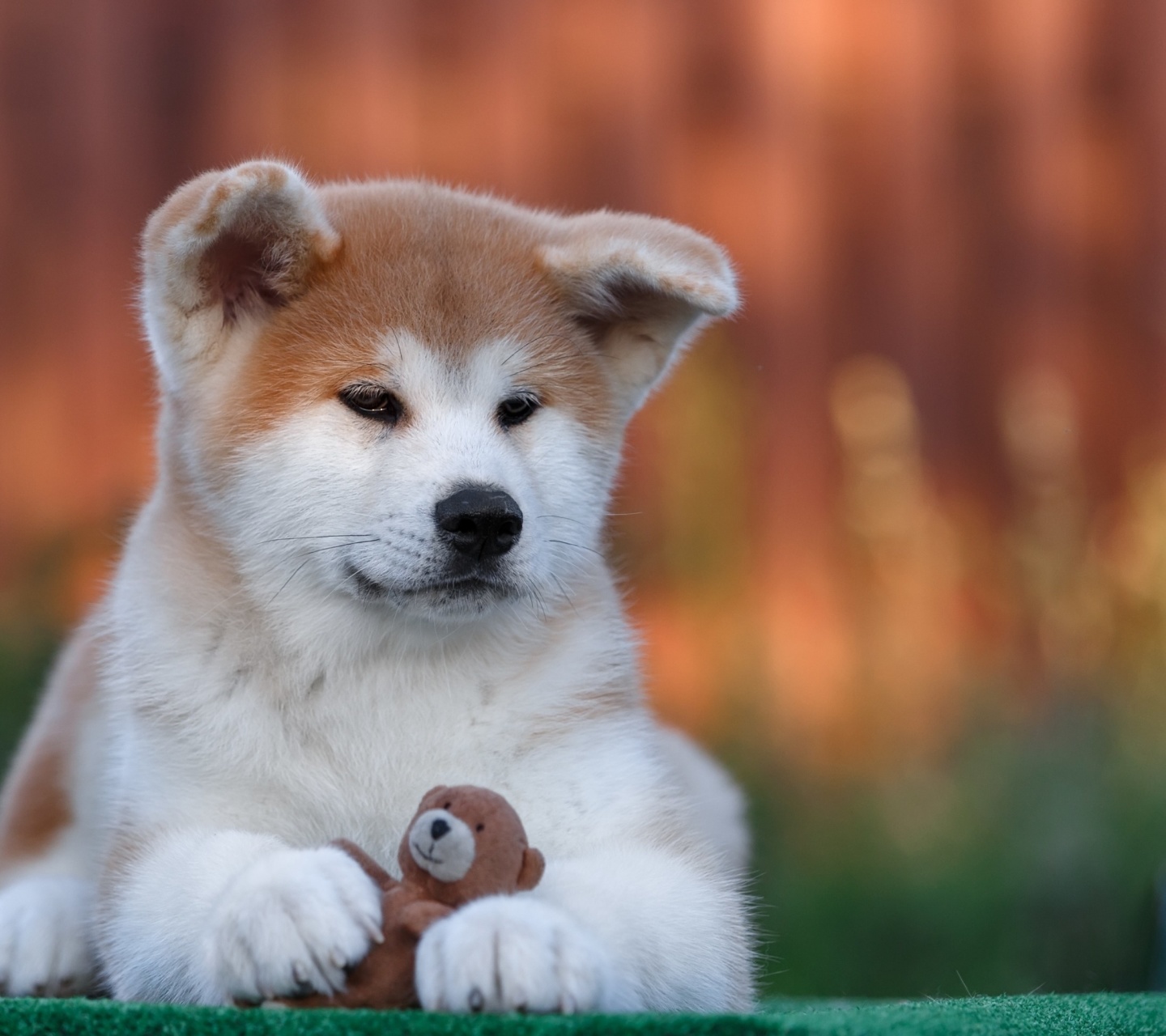 Fondo de pantalla Akita Inu Puppy 1440x1280