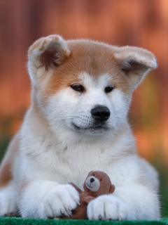 Sfondi Akita Inu Puppy 240x320