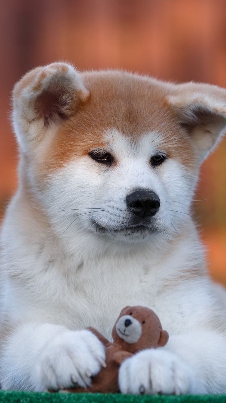 Fondo de pantalla Akita Inu Puppy 750x1334
