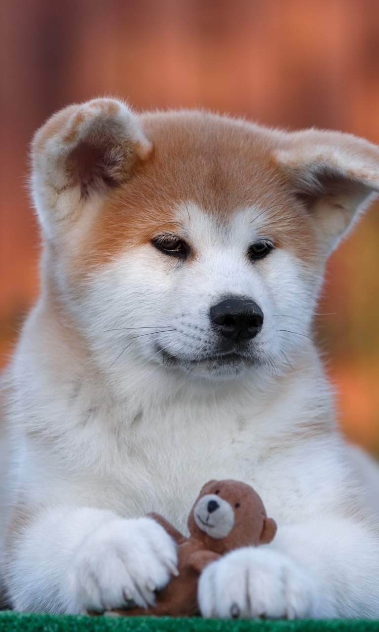 Akita Inu Puppy screenshot #1 768x1280