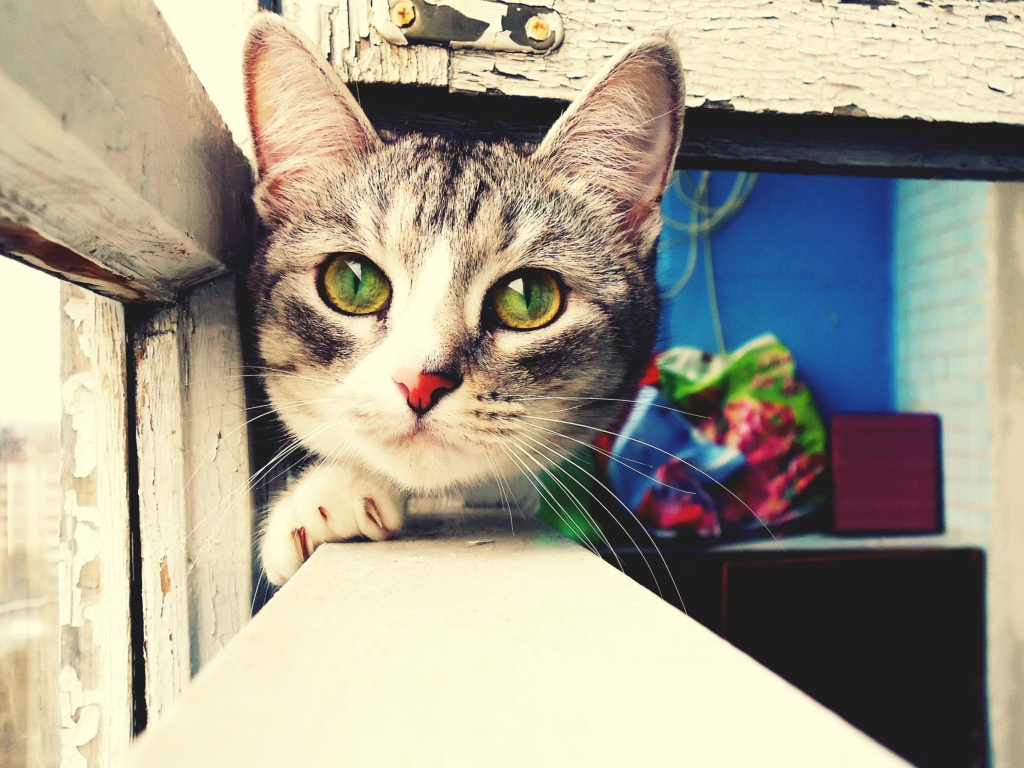 Sfondi Cute Gray Cat With Green Eyes 1024x768