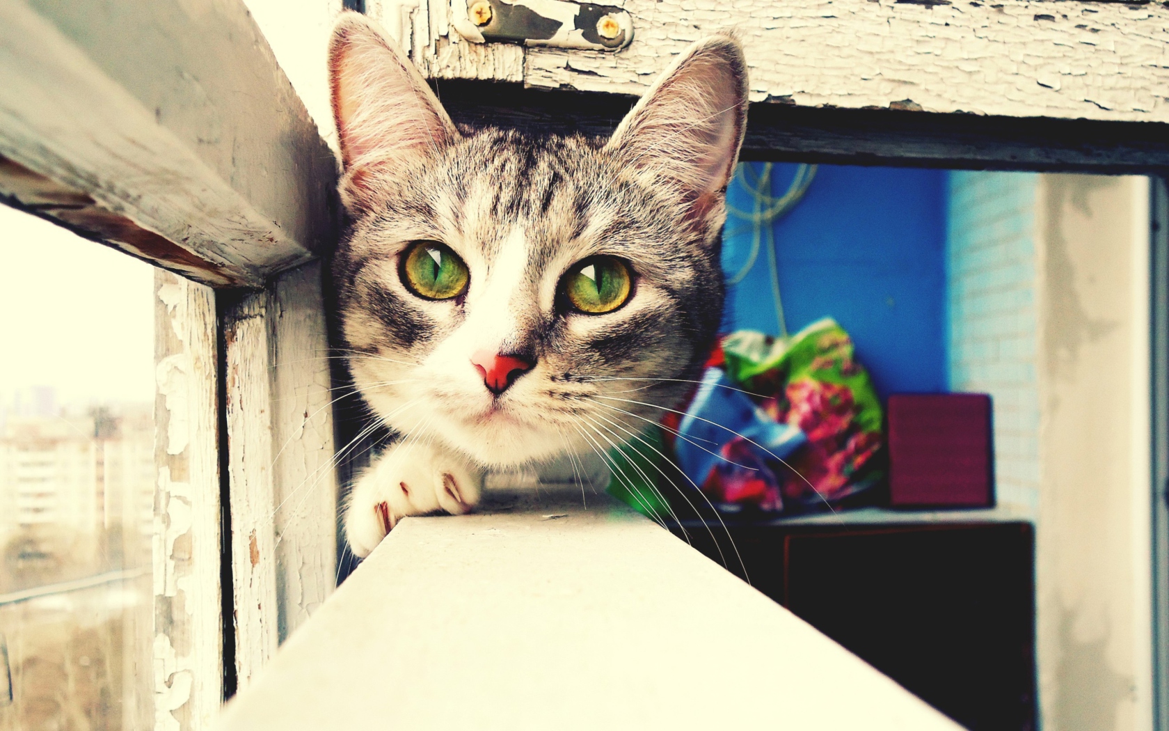 Fondo de pantalla Cute Gray Cat With Green Eyes 1680x1050