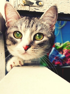 Das Cute Gray Cat With Green Eyes Wallpaper 240x320