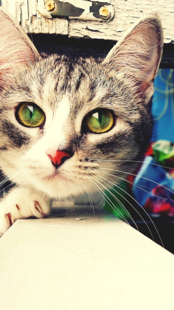 Screenshot №1 pro téma Cute Gray Cat With Green Eyes 360x640