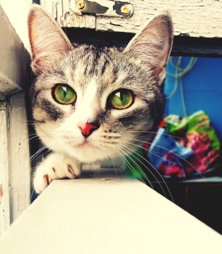 Cute Gray Cat With Green Eyes - Obrázkek zdarma pro Nokia C5-06