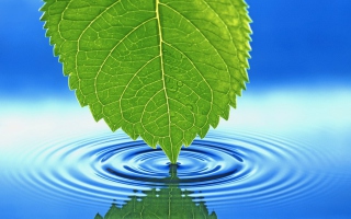 3D Leaf Background for Android, iPhone and iPad