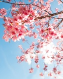 Sfondi Sakura in Washington DC 128x160