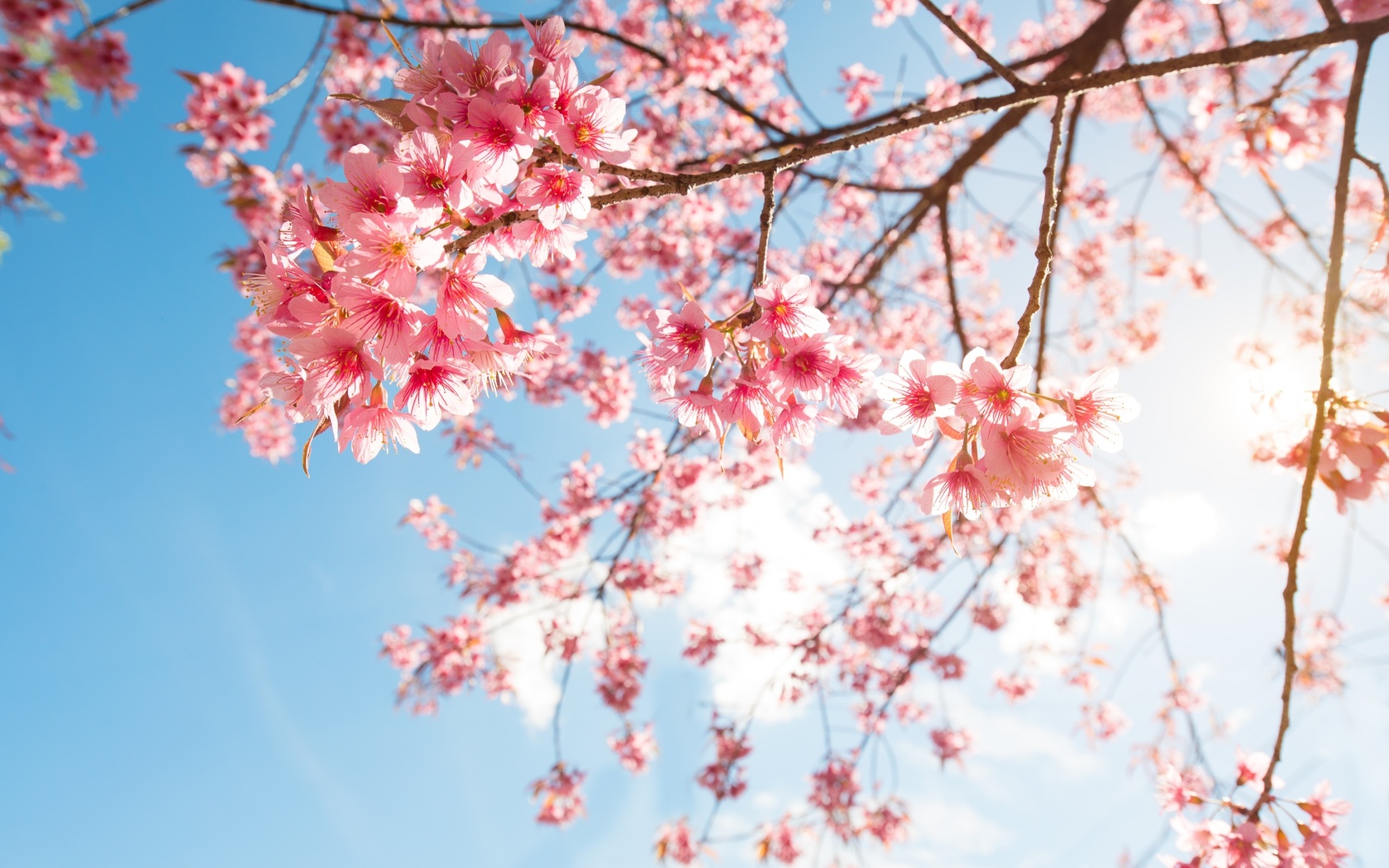 Sakura in Washington DC wallpaper 1680x1050