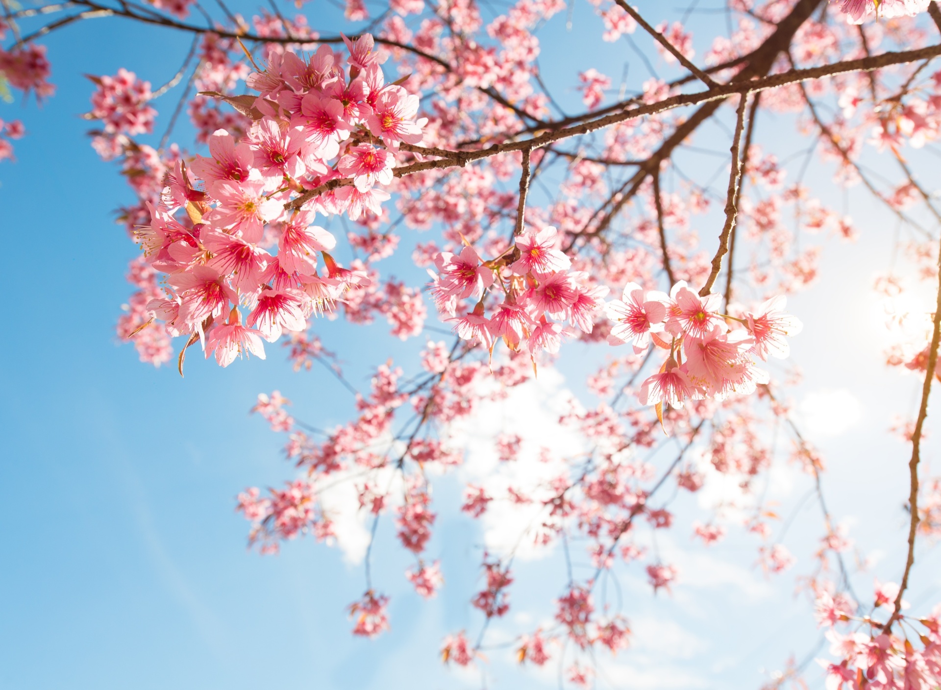 Sfondi Sakura in Washington DC 1920x1408