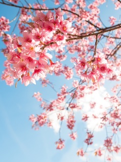 Обои Sakura in Washington DC 240x320