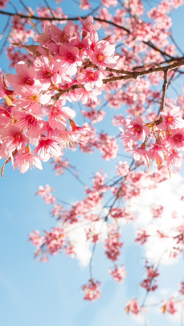 Обои Sakura in Washington DC 640x1136