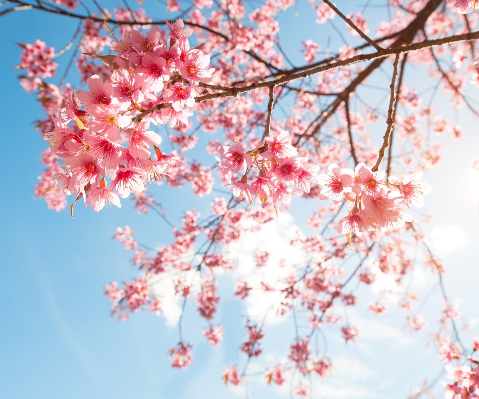 Sakura in Washington DC wallpaper 960x800