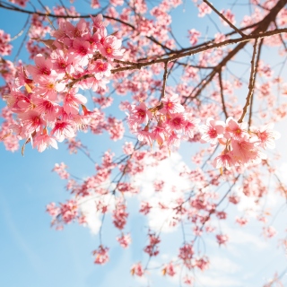 Kostenloses Sakura in Washington DC Wallpaper für iPad