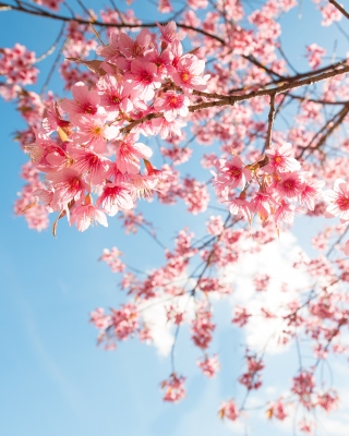 Sakura in Washington DC sfondi gratuiti per 640x1136