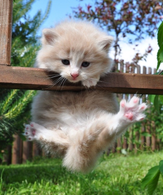 Little Kitten - Obrázkek zdarma pro iPhone 5
