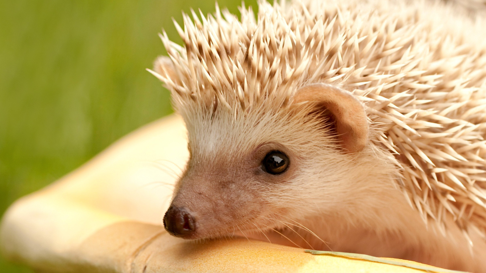 European hedgehog screenshot #1 1600x900