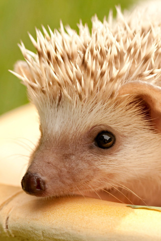 Fondo de pantalla European hedgehog 320x480