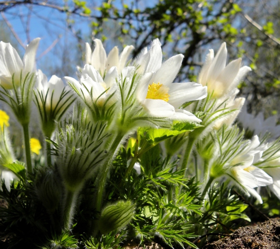 Anemone Flowers in Spring wallpaper 1080x960