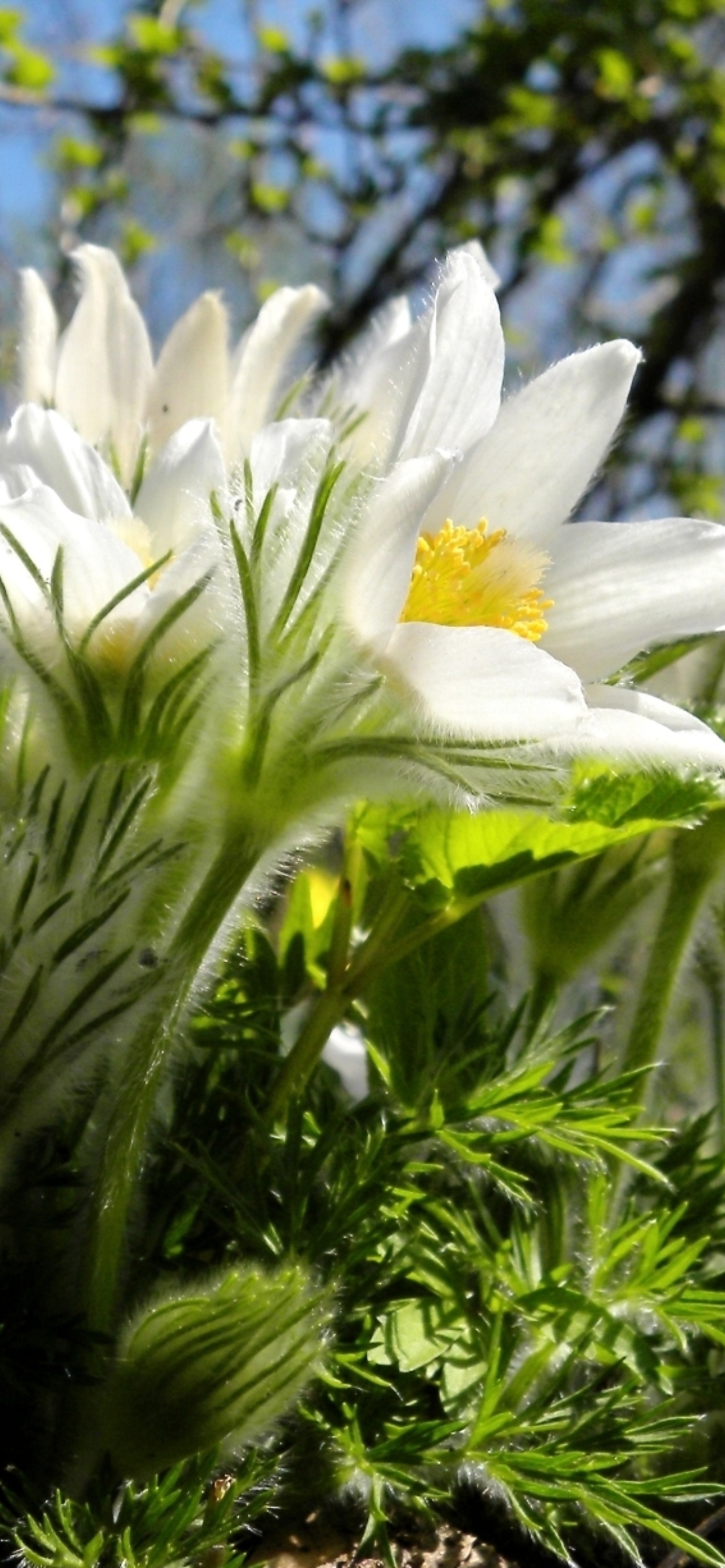 Screenshot №1 pro téma Anemone Flowers in Spring 1170x2532