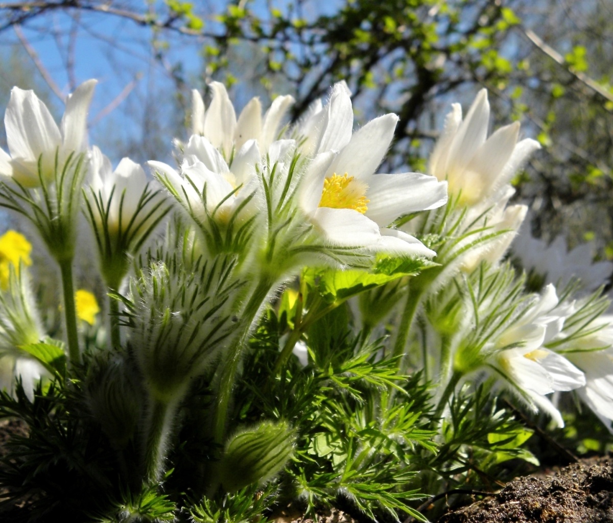 Sfondi Anemone Flowers in Spring 1200x1024