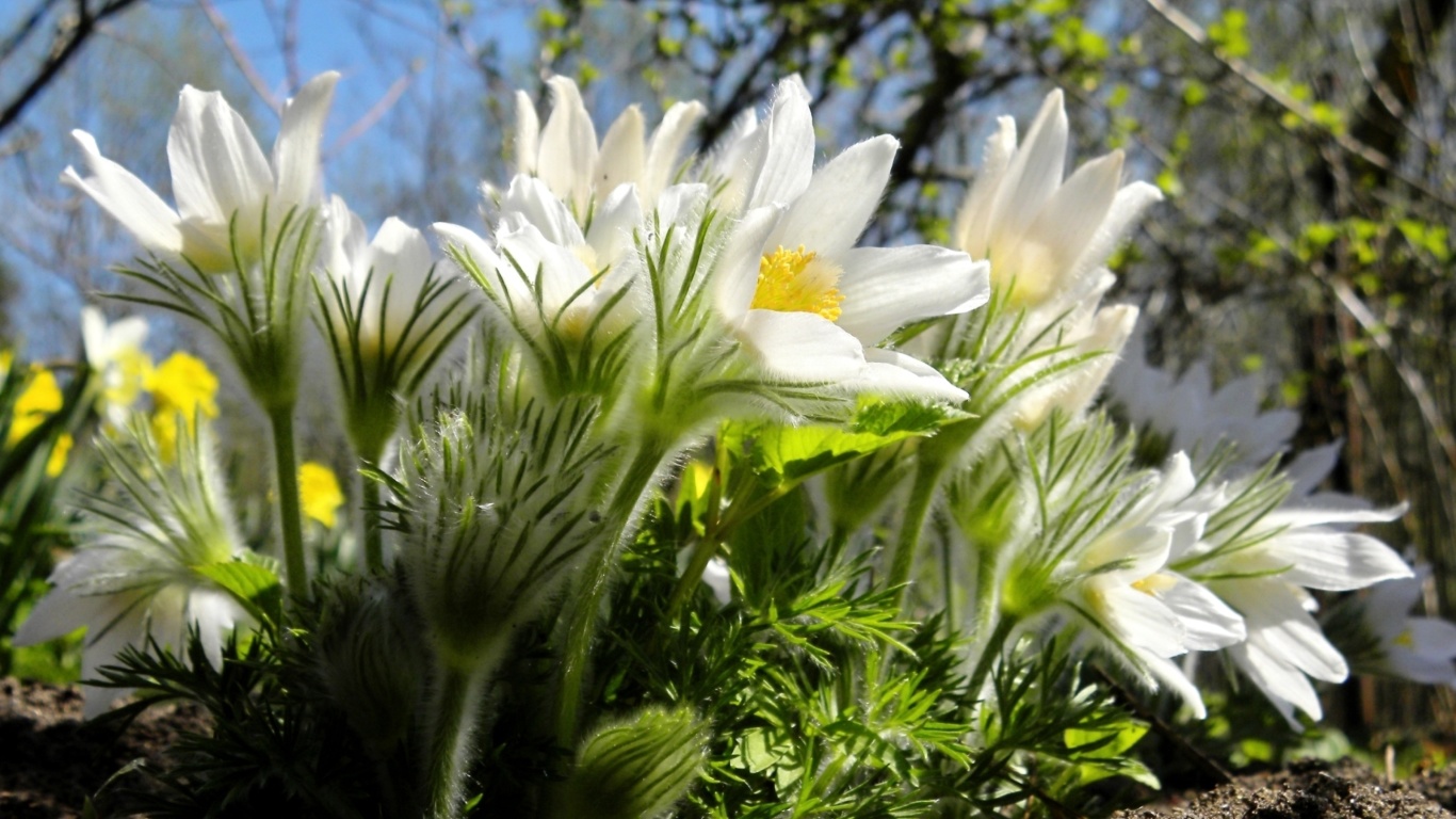 Anemone Flowers in Spring screenshot #1 1366x768