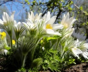 Sfondi Anemone Flowers in Spring 176x144