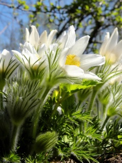 Anemone Flowers in Spring wallpaper 240x320