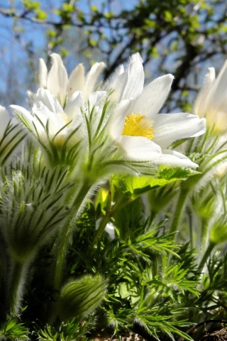 Anemone Flowers in Spring wallpaper 320x480
