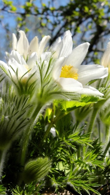 Fondo de pantalla Anemone Flowers in Spring 360x640