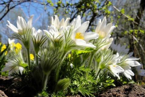 Anemone Flowers in Spring wallpaper 480x320